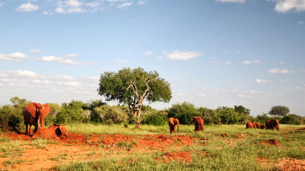 Elefanten im Tsavo-Nationalpark