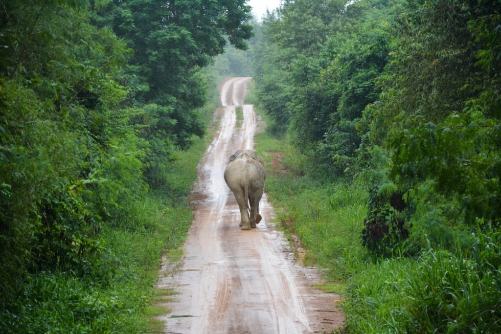 Elefant im Dschungel von Thailand