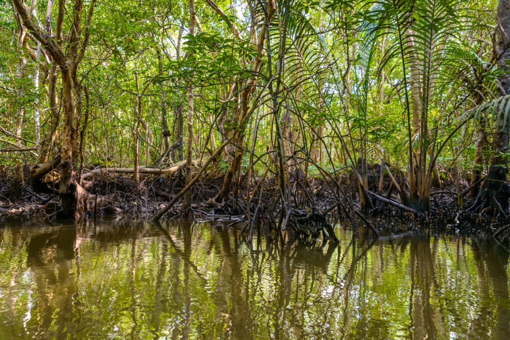 Mangrovenwald auf Bitan Island