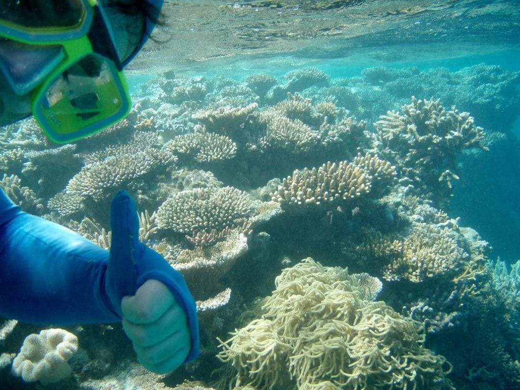 Schnorcheln am Great Barrier Reef