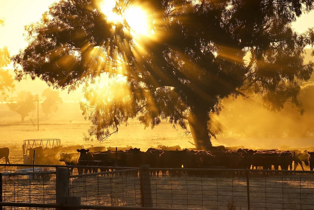 Rinderfarm in Westaustralien