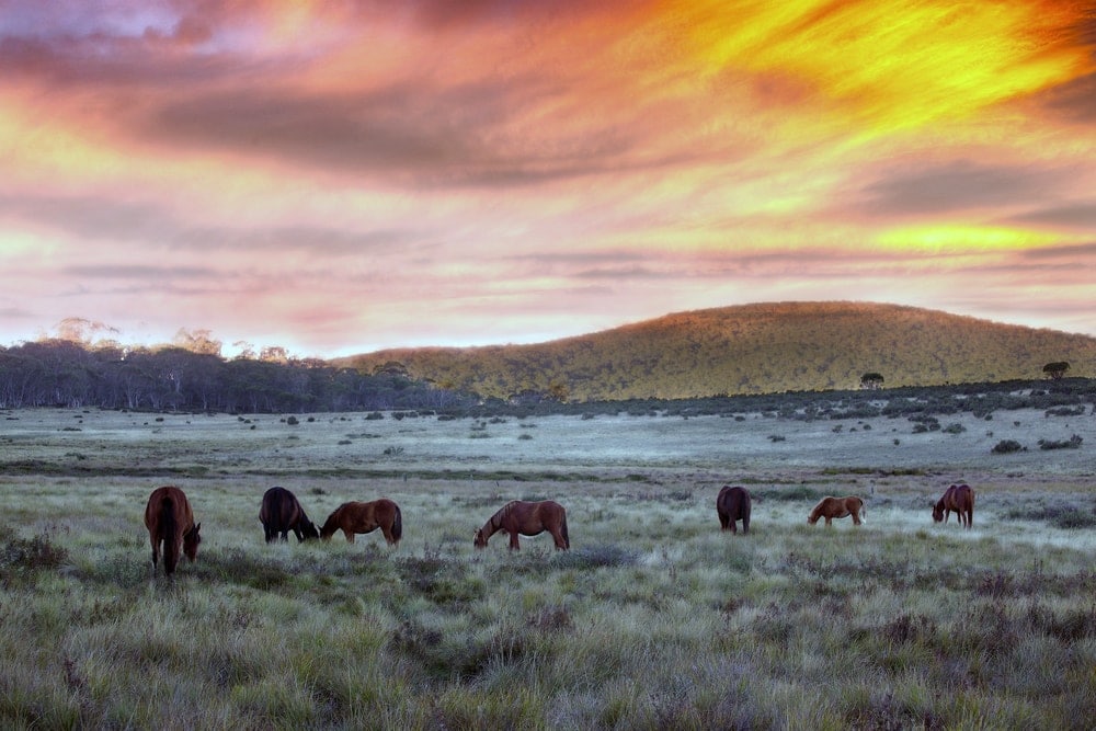 Wildpferde in der Kimberley Region