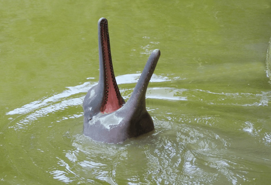 Pinker Delfin im Pacaya Samiria