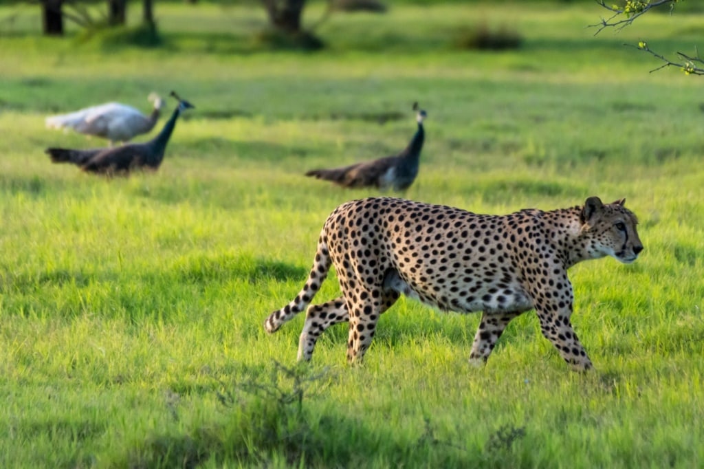 Gepard