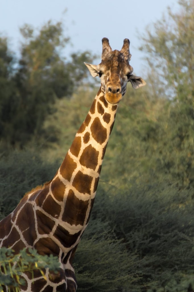 Giraffe blickt in Kamera