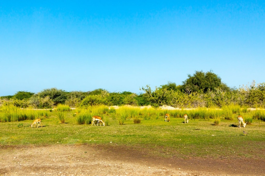 Sir Bani Yas