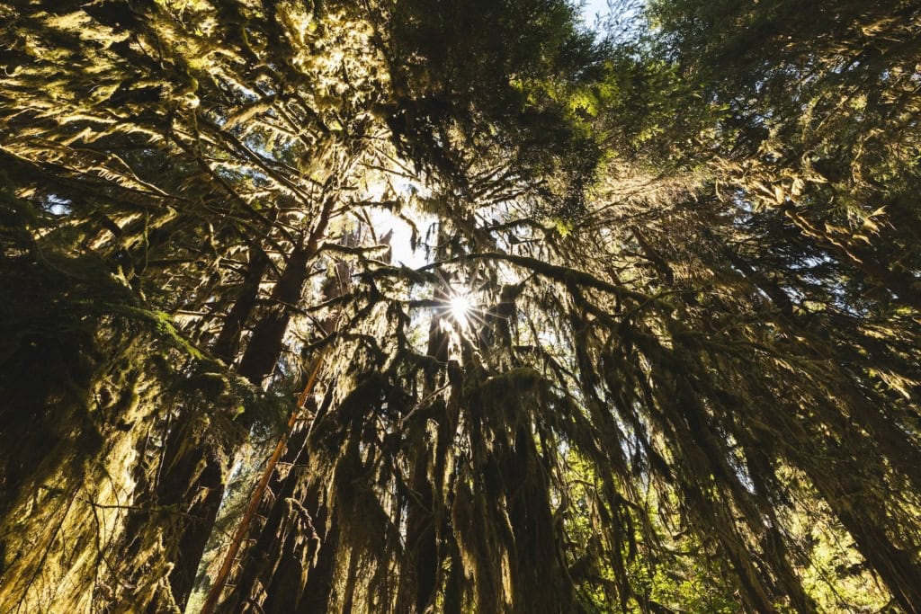 Wald in Forks in Washington