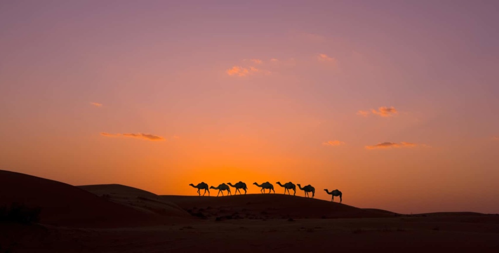 Kamelkarawane in der Wahiba-Wüste im Oman