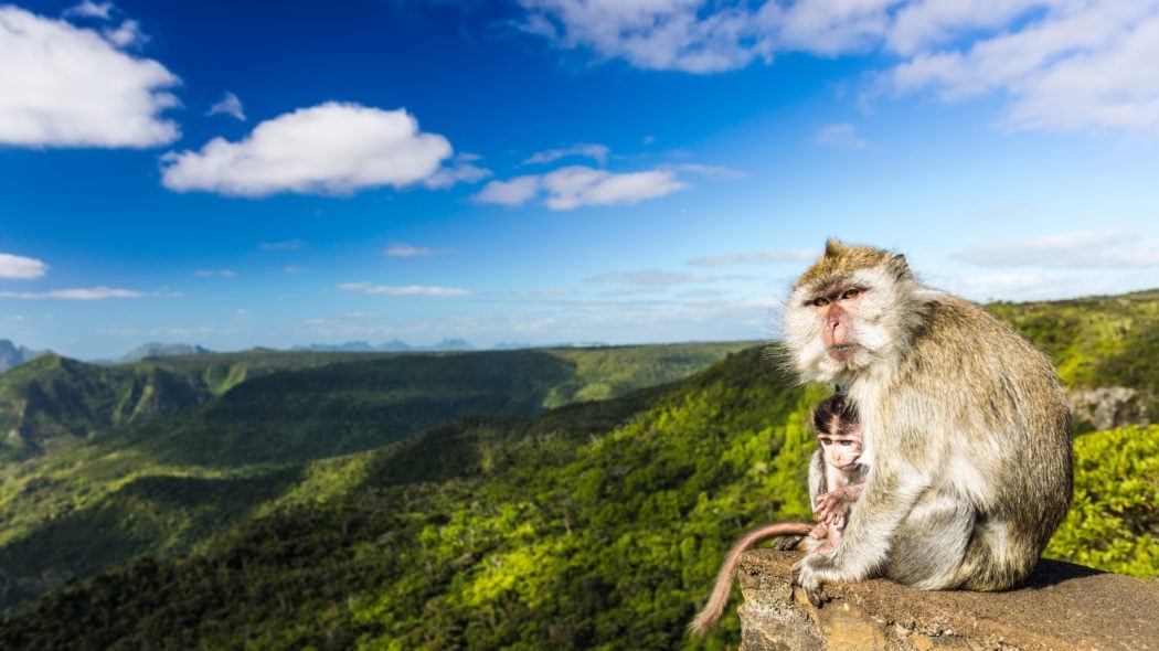 Black River Gorges Nationalpark,Mauritius,Affen