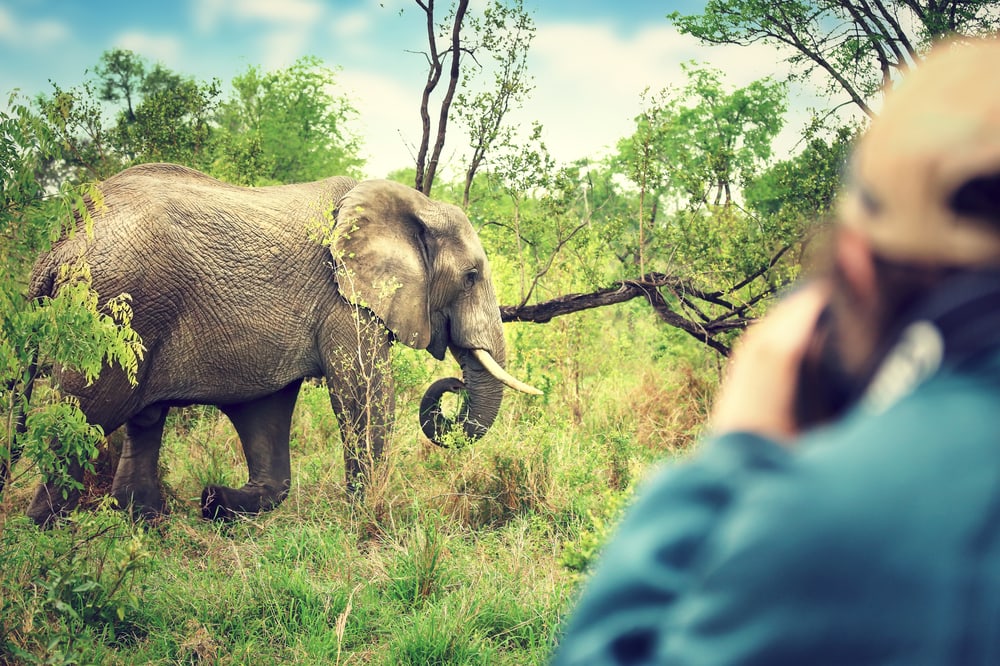 Elefant in Südafrika