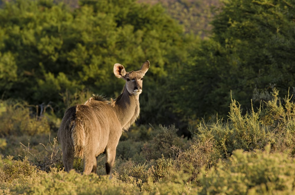 Kudu