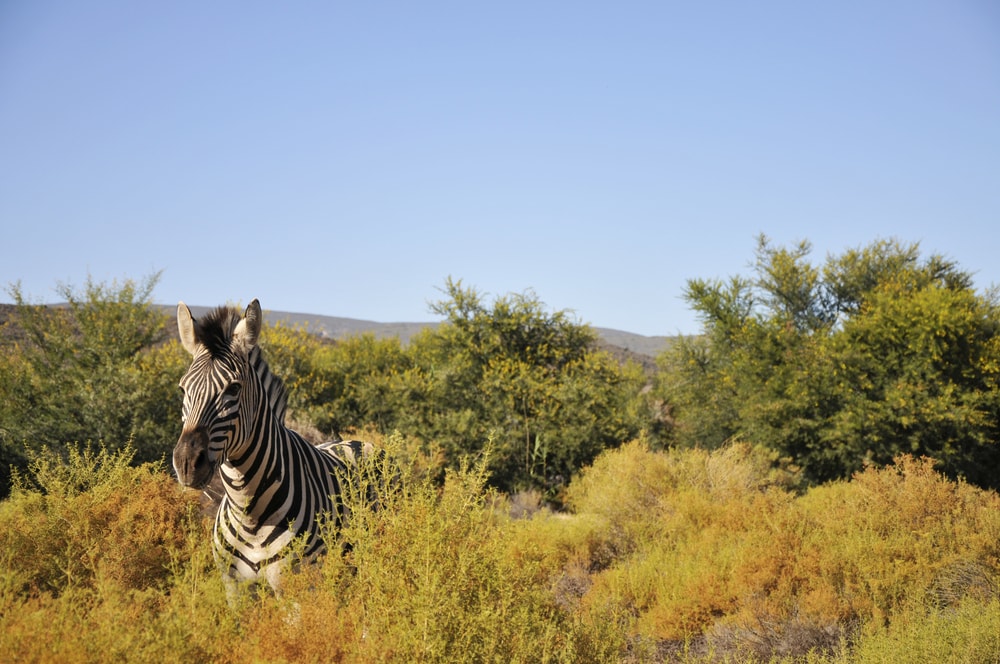 Zebra