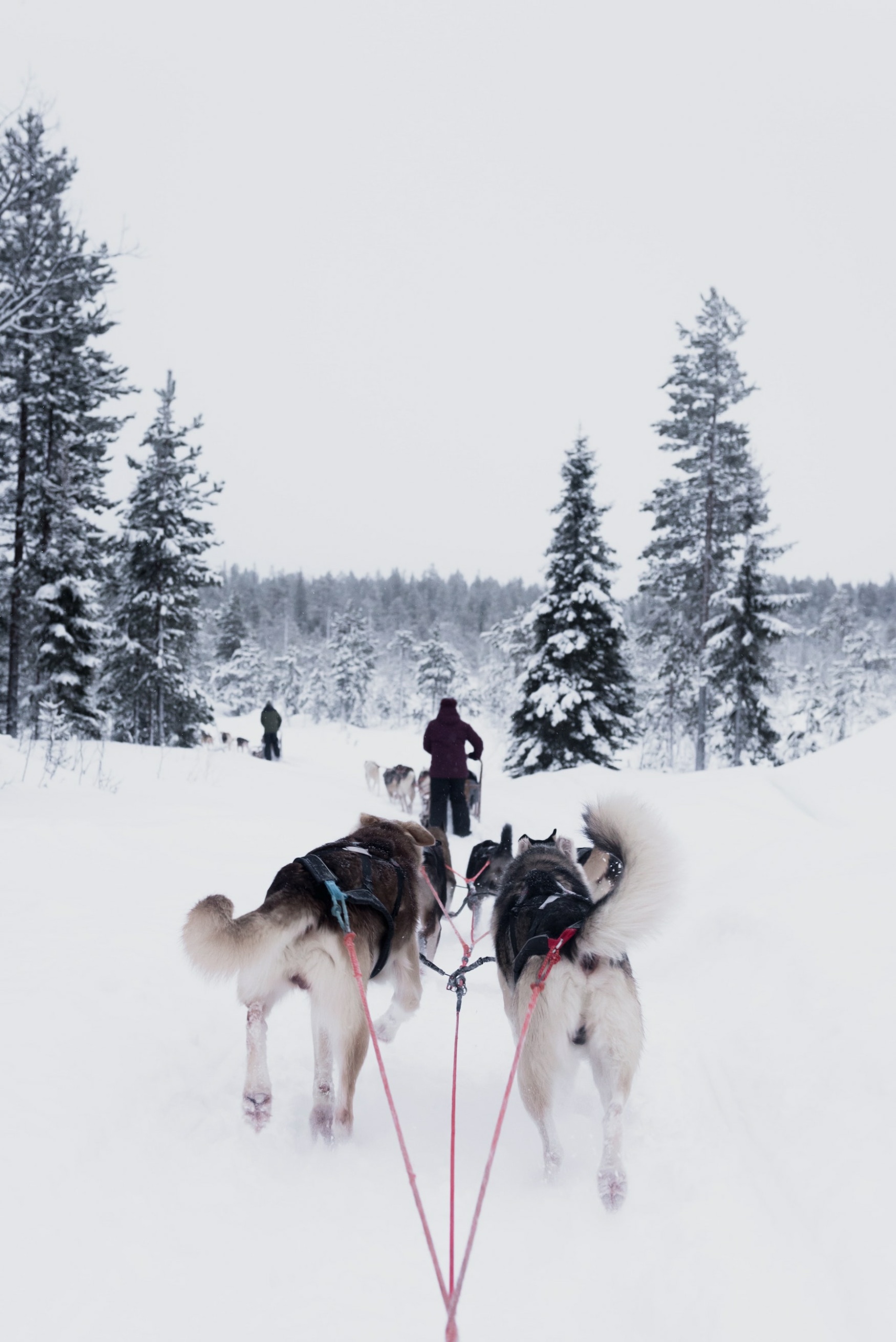 Huskyschlitten im Schnee von Finnland