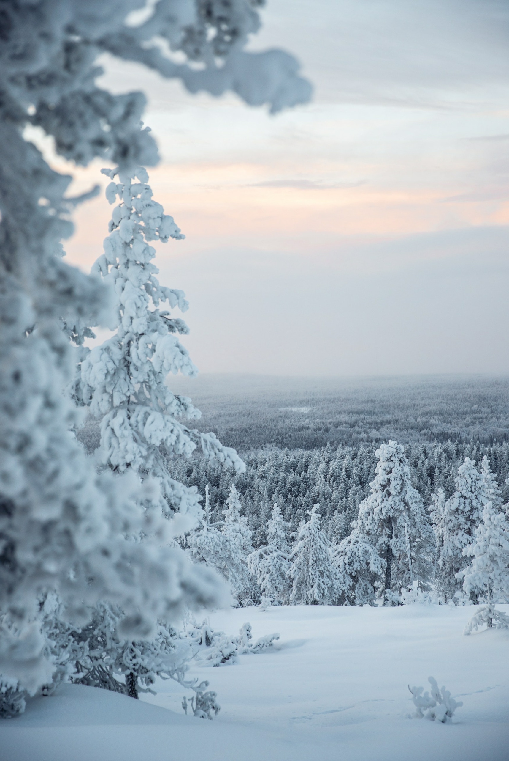 Winterwald in Finnland