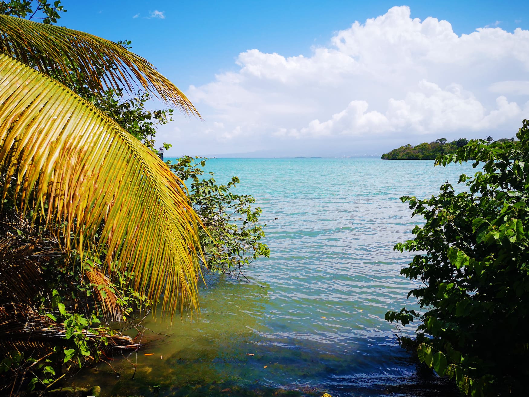 Blick von Mangroven auf Meer in Guadeloupe