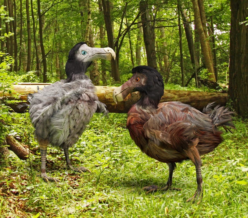 Dodo auf Mauritius