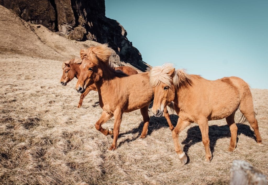 Islandponys galoppieren am Wegesrand - Island.