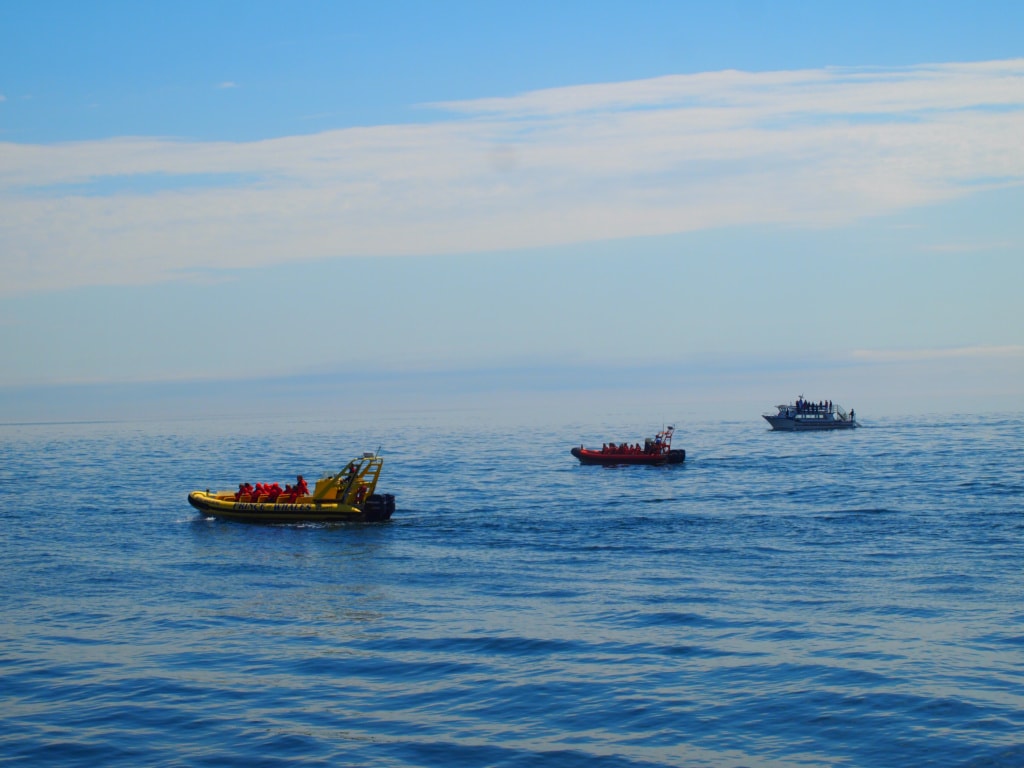 Whalewatching