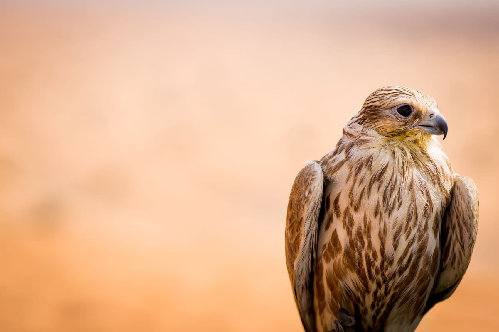 Nahaufnahme eines Falken in Dubai