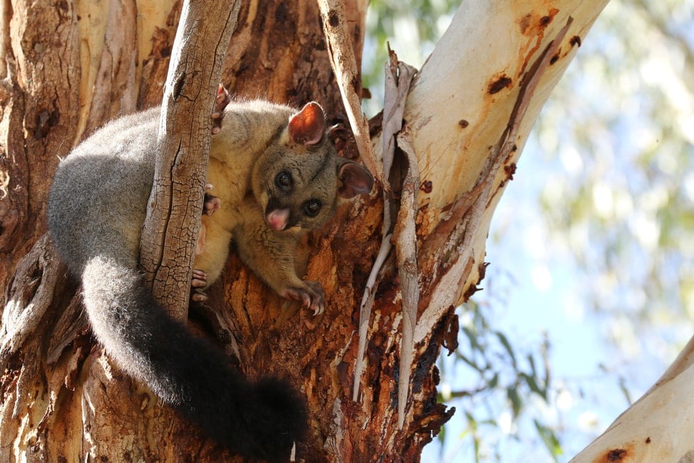 Possum in Neuseeland