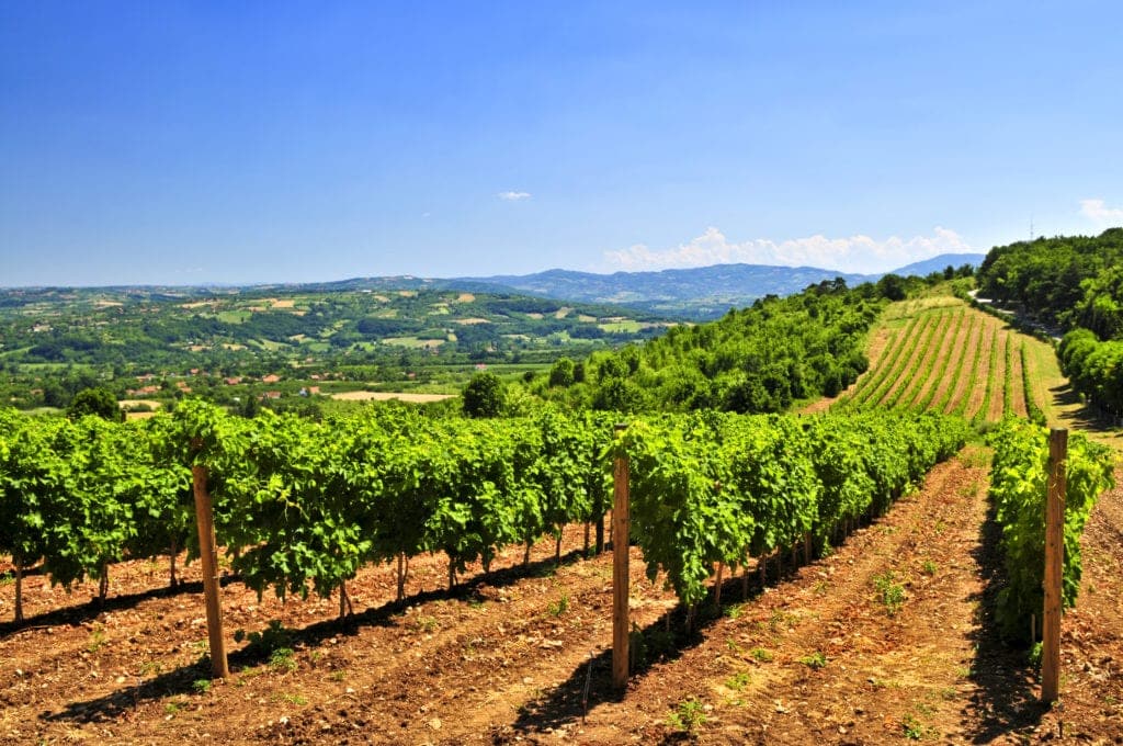 Weinanbau in Serbien