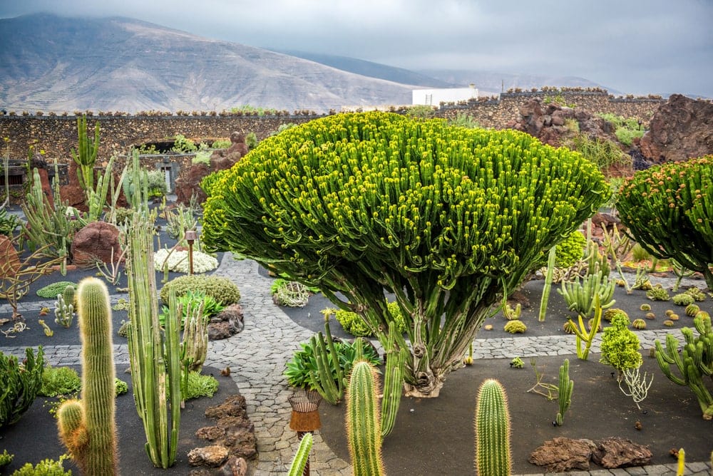 Kaktusgarten auf Lanzarote