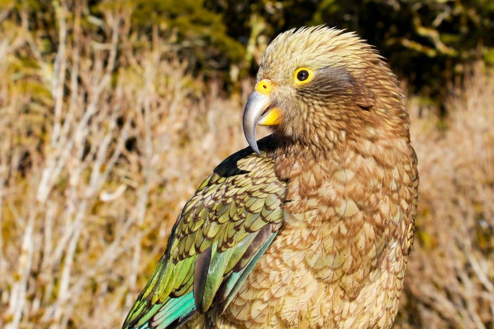 Kea in Neuseeland
