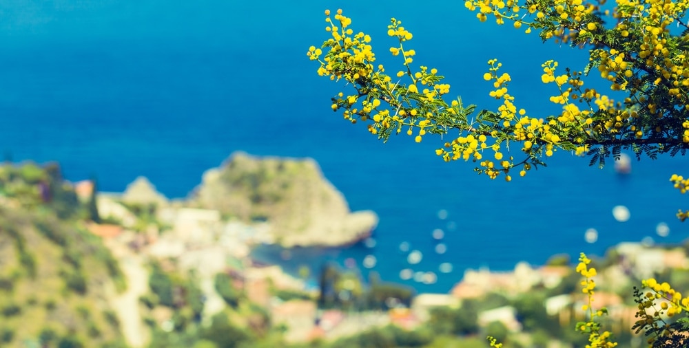 Gelb blühende Mimose