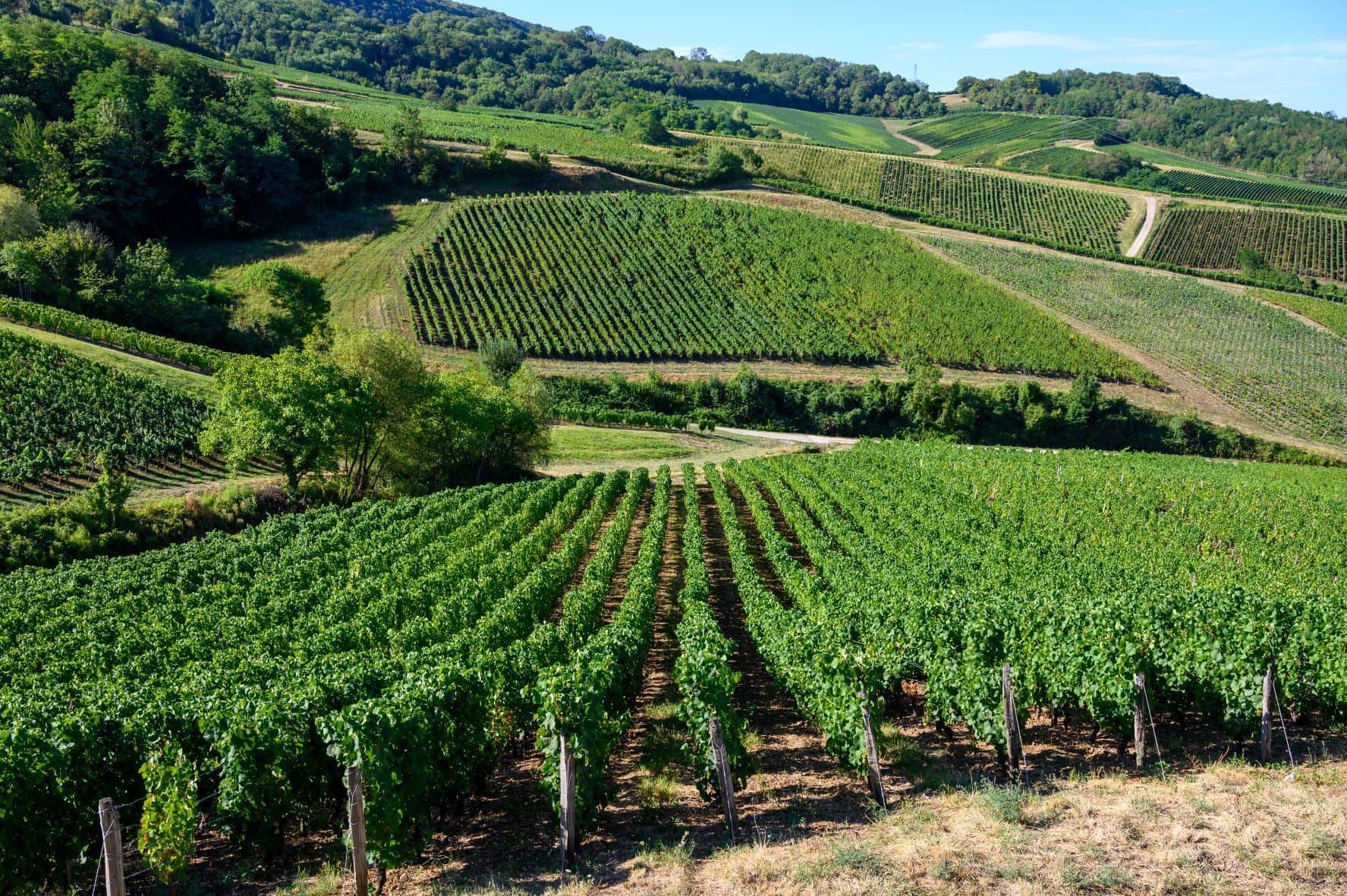 Weinberge in der Franche Comte