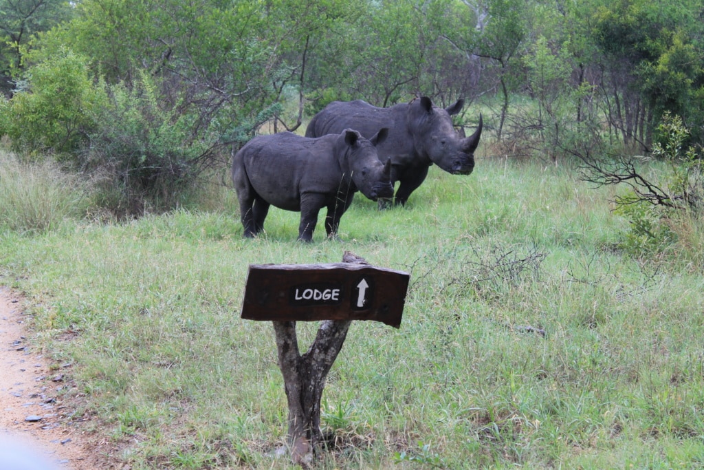 Nashörner imWildreservat Sabi Sabi in Südafrika