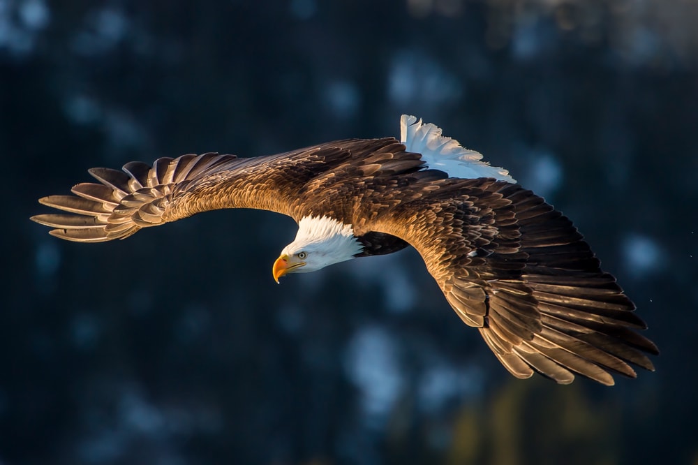 Weißkopfseeadler