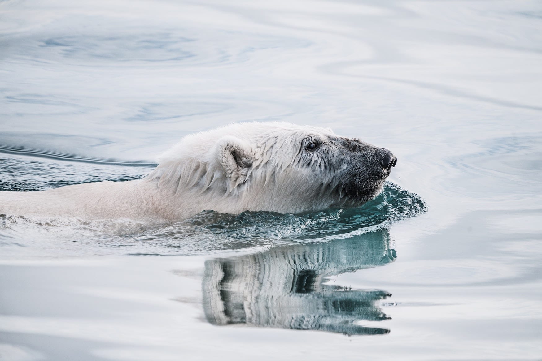 Schnauze von Eisbär guckt aus dem Wasser. Er schwimmt durchs Meer