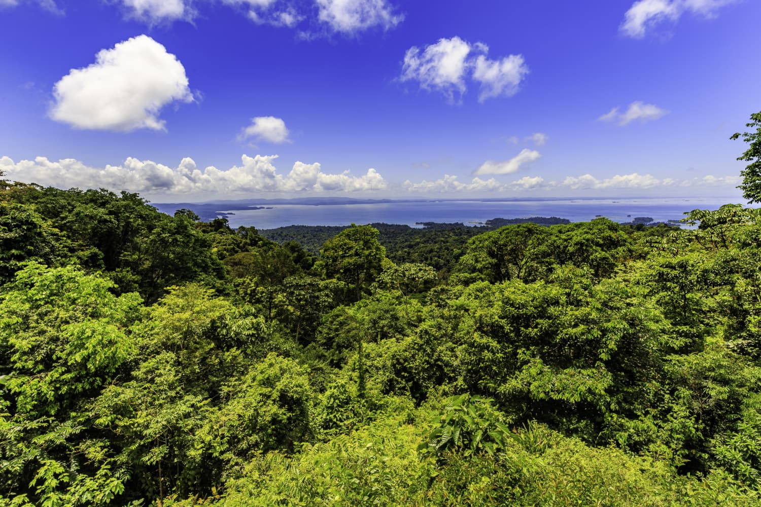 Grüne Landschaften in Suriname