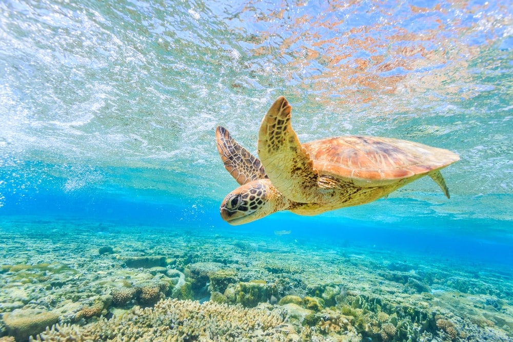 Schildkröte am Riff von lady Elliot Island