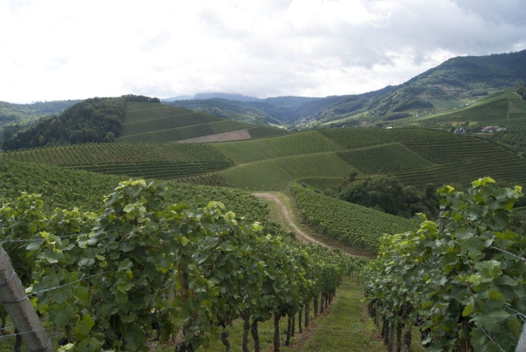 Weinwandern in der Nähe von Durbach, Schwarzwald