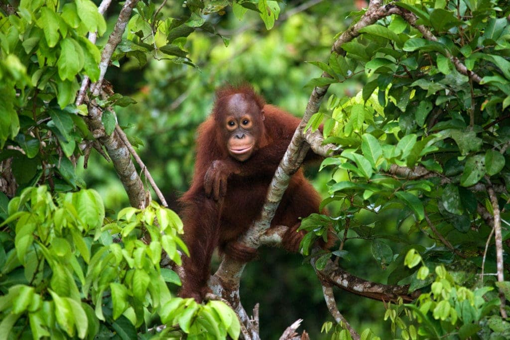 Borneo: Orang-Utan-Baby