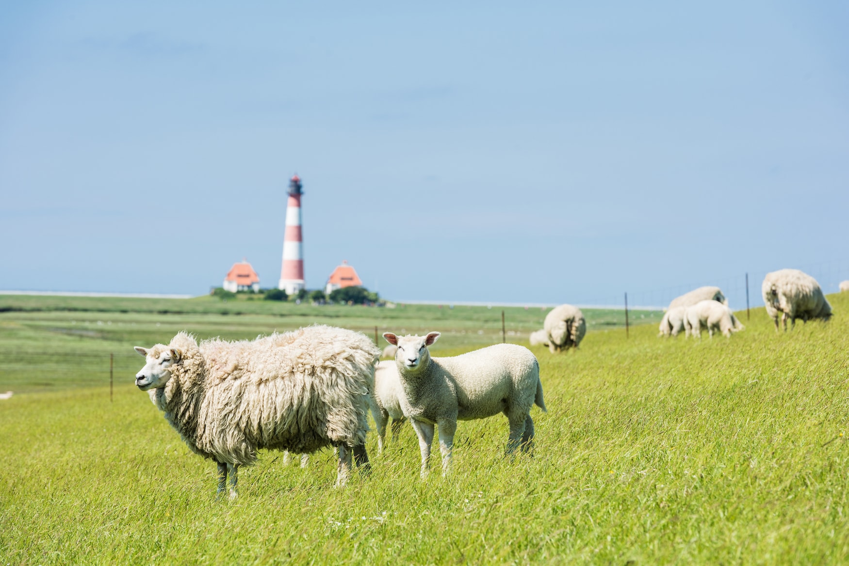 Roadtrip Nordsee: vorbei an glücklichen Schafen