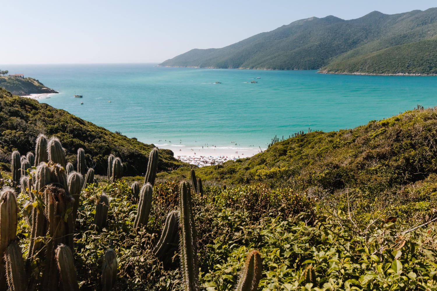 Kakteen vor türkisblauem Meer in Brasilien