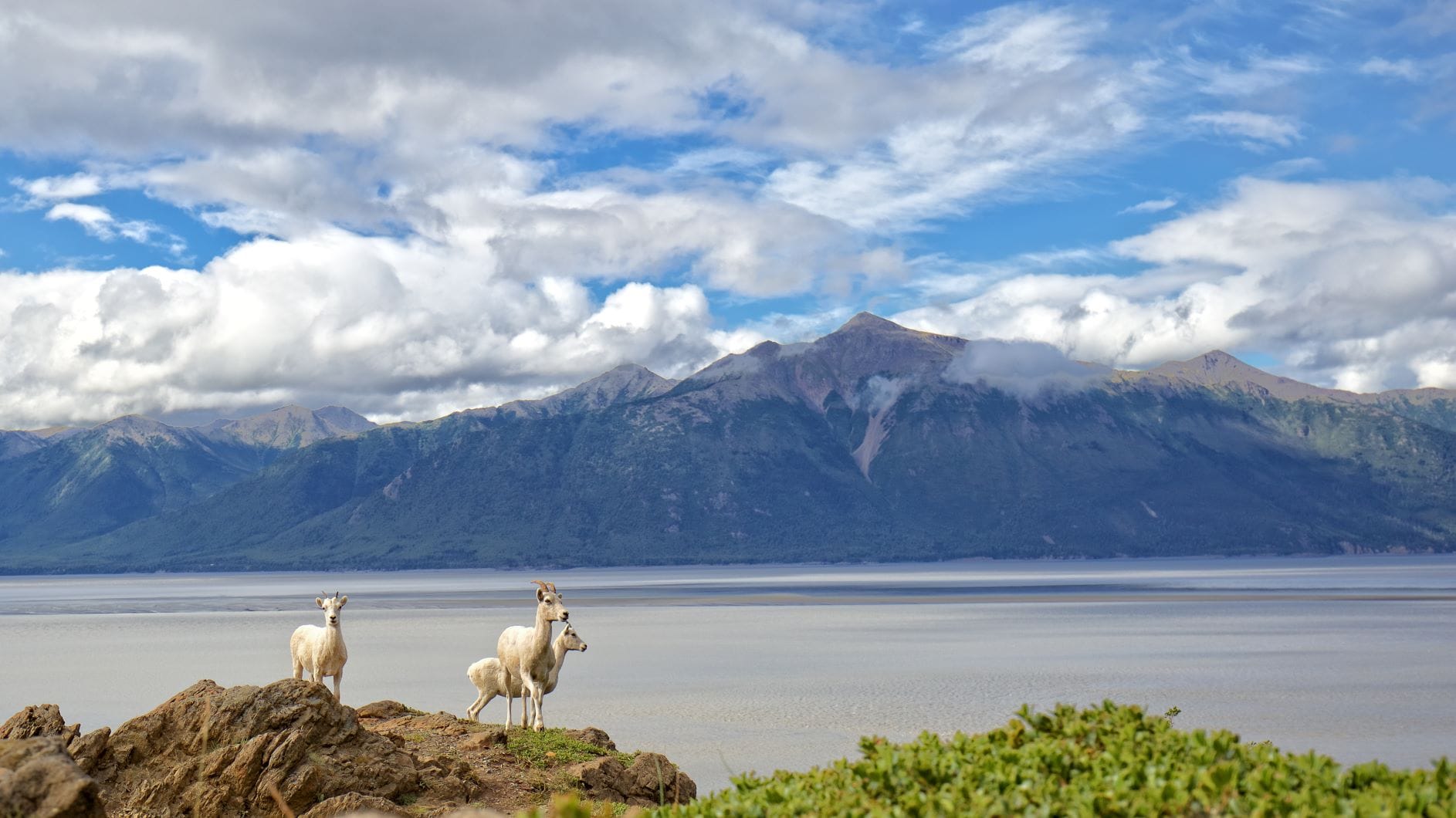 Dallschafe in Alaska