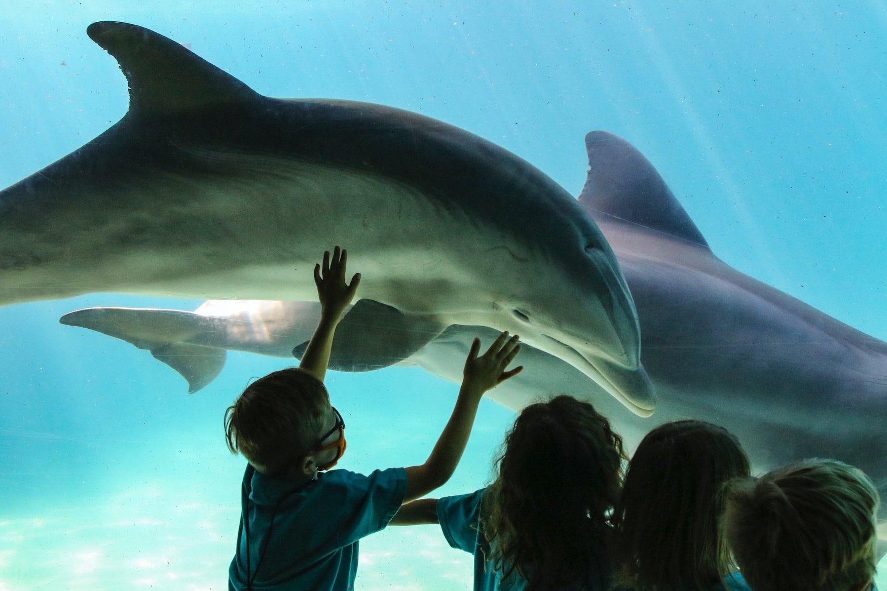 Kleiner Junge steht vor Aquarium mit Delfinen