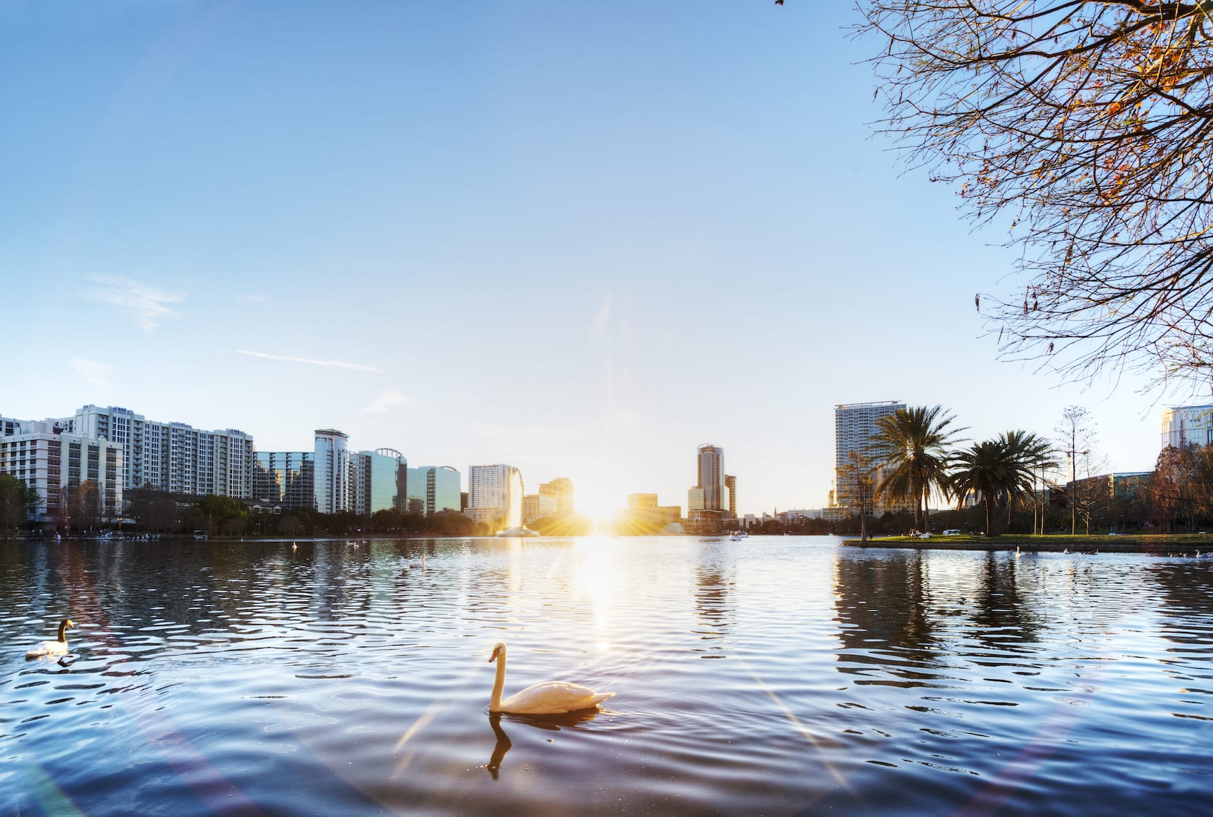 Schwan auf einem See in US-amerikanischer Großstadt