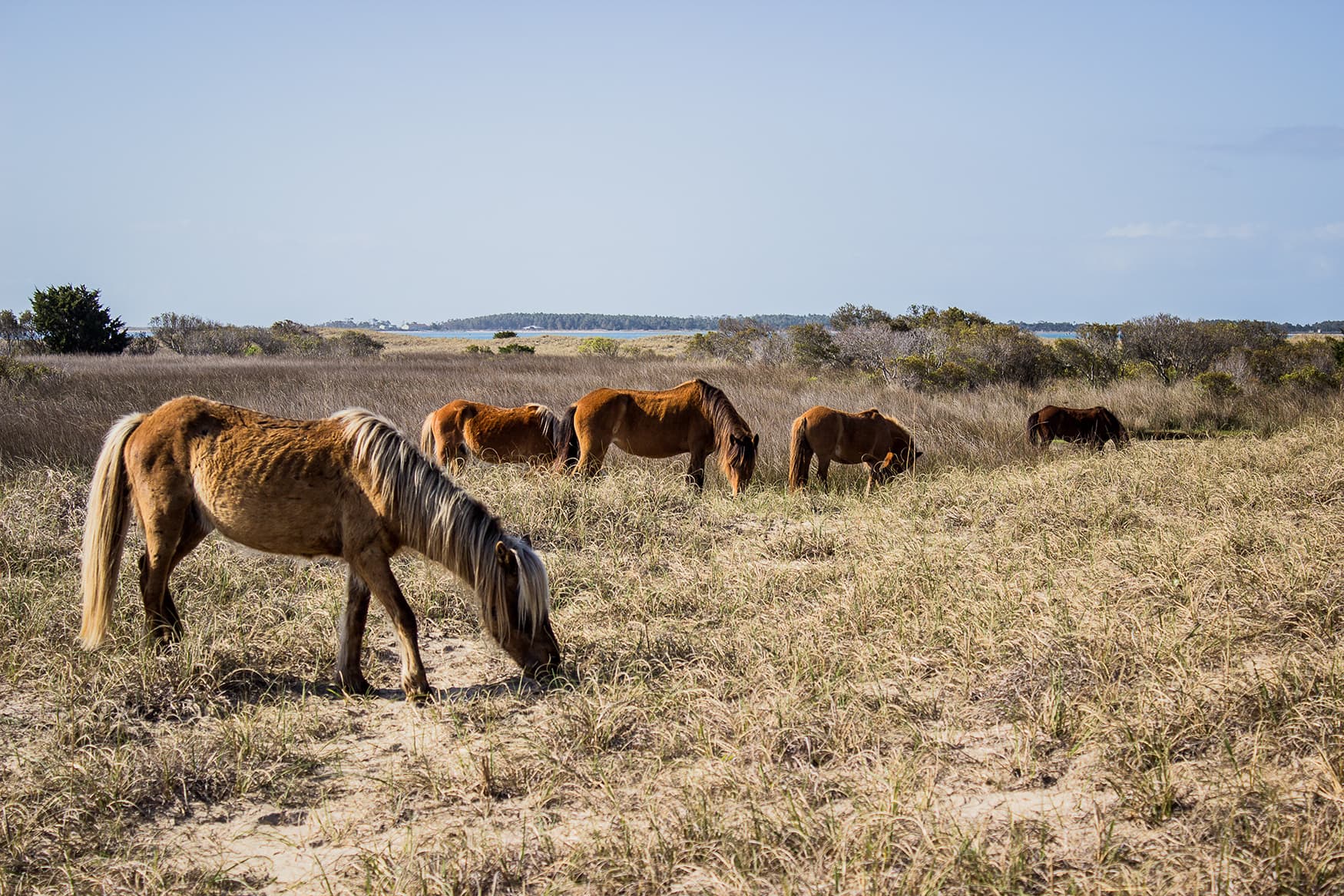 Ponys-in-North-Carolina-USA