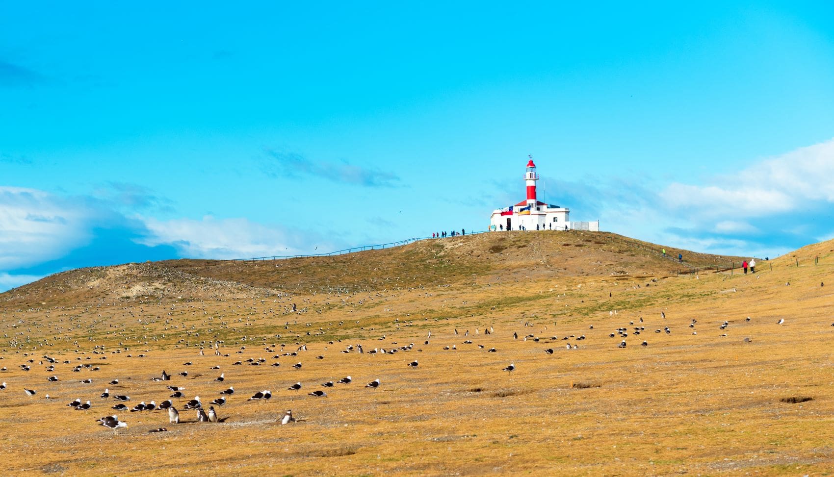 Leuchtturm und Pinguine auf Isla Magdalena, Chile