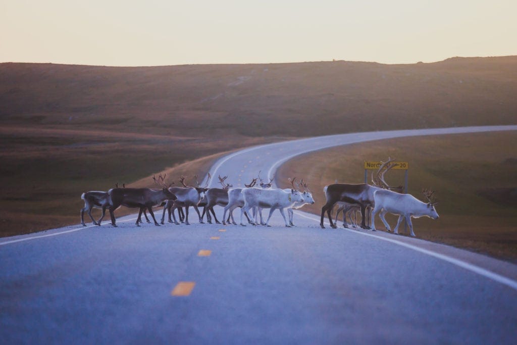 Herd of caribou reindeers pasturing and crossing the road near Nordkapp, Finnmark County, Norway