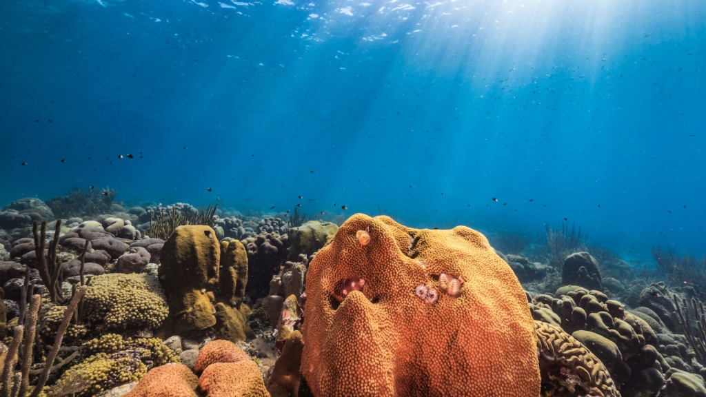 Die abwechslungsreiche Unterwasserwelt macht Curacao zu einem der besten tauchspots der Welt