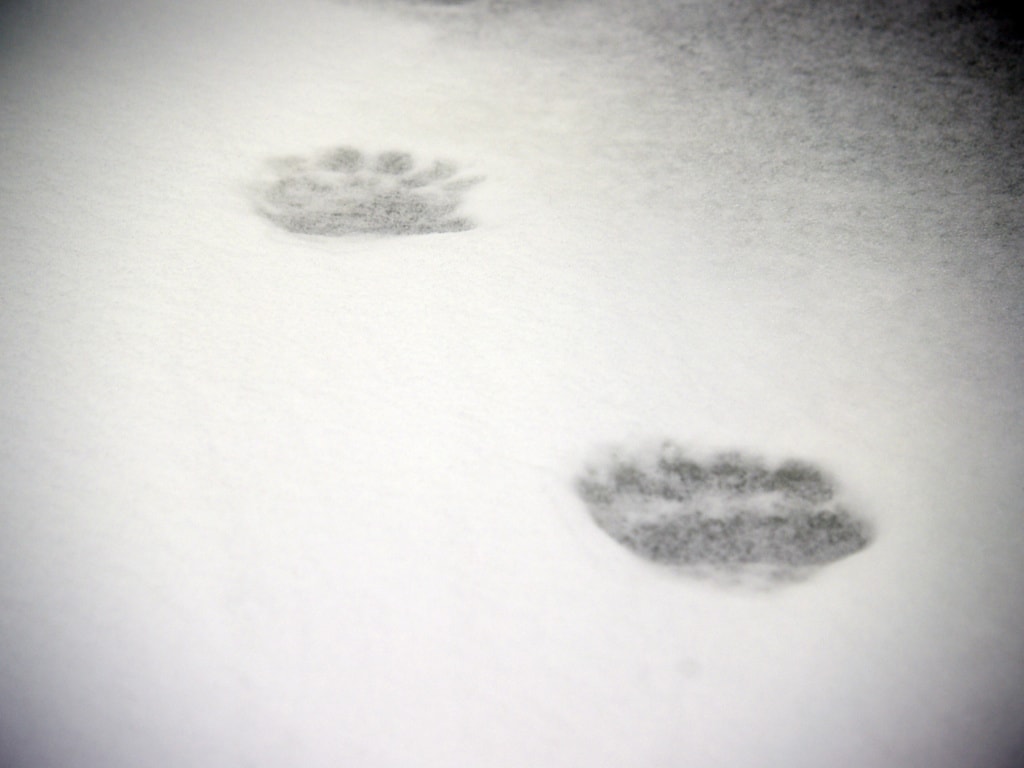 spuren von einem Eisbär im Schnee in Manitoba, Kanada