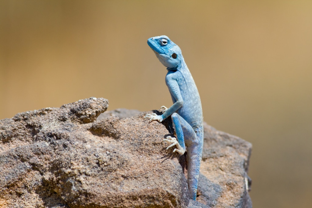 Blue Agama