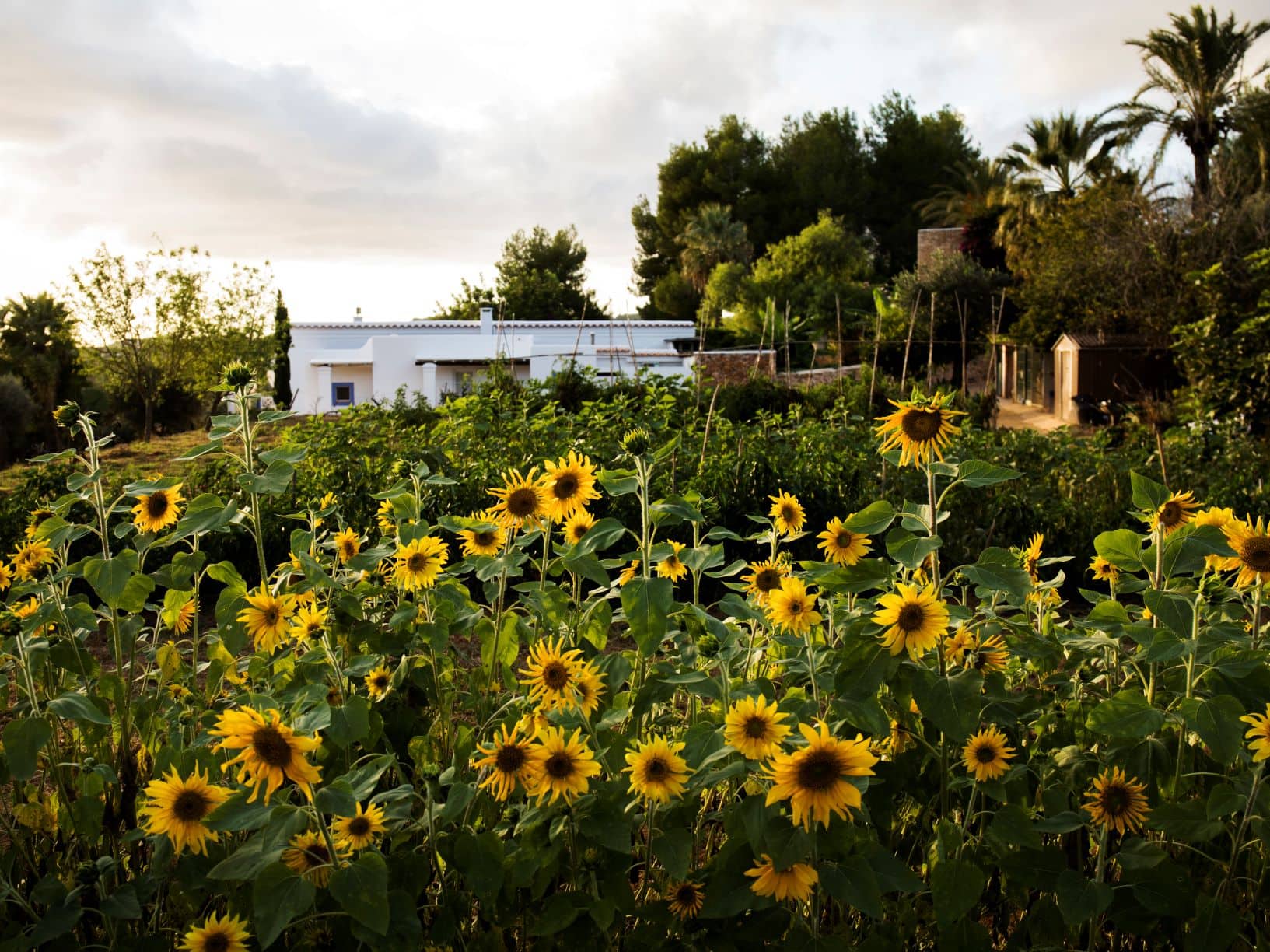 Sonnenblumen, im Hintergrund das Cas Gasi auf Ibiza
