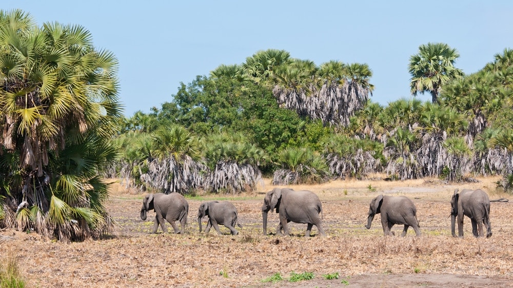 Elefanten im Selous Game Reserve