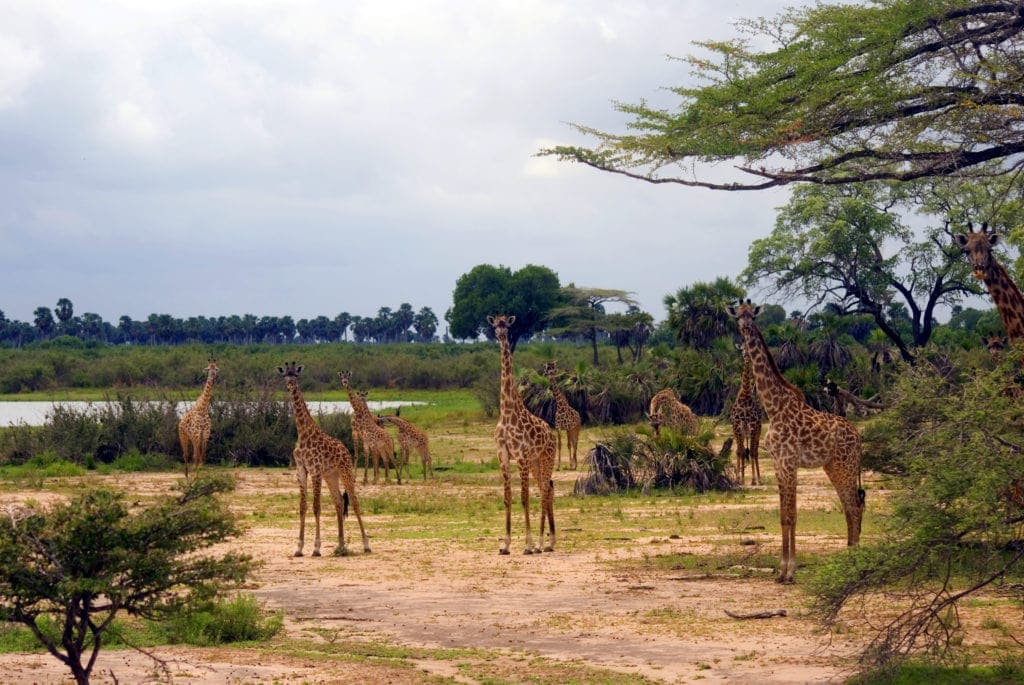 Giraffen im Selous Game Reserve